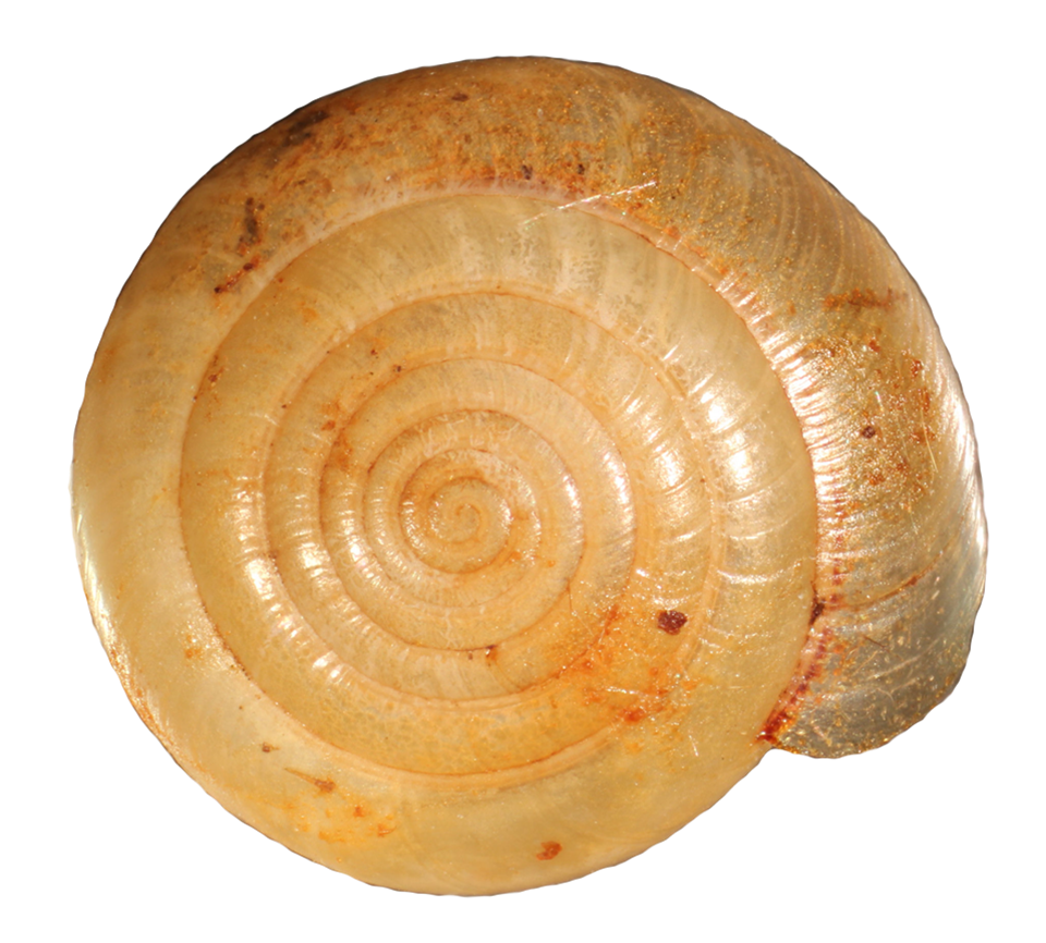VA_LandSnails